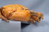 燦爛滑面蟹藏品圖，第6張